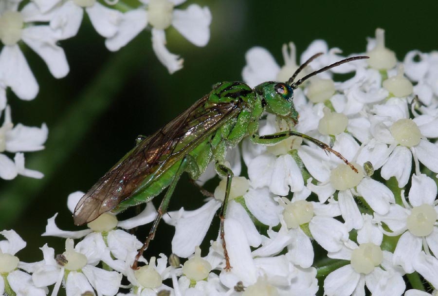 Rhogogaster sp. (Tenthredinidae)